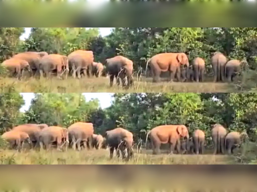 ଚମ୍ପୁଆ ରେଞ୍ଜରେ ୩୭ଟିକିଆ ହାତୀପଲ